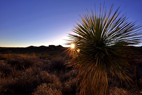 Kostnadsfri bild av landskap, soluppgång, västra texas