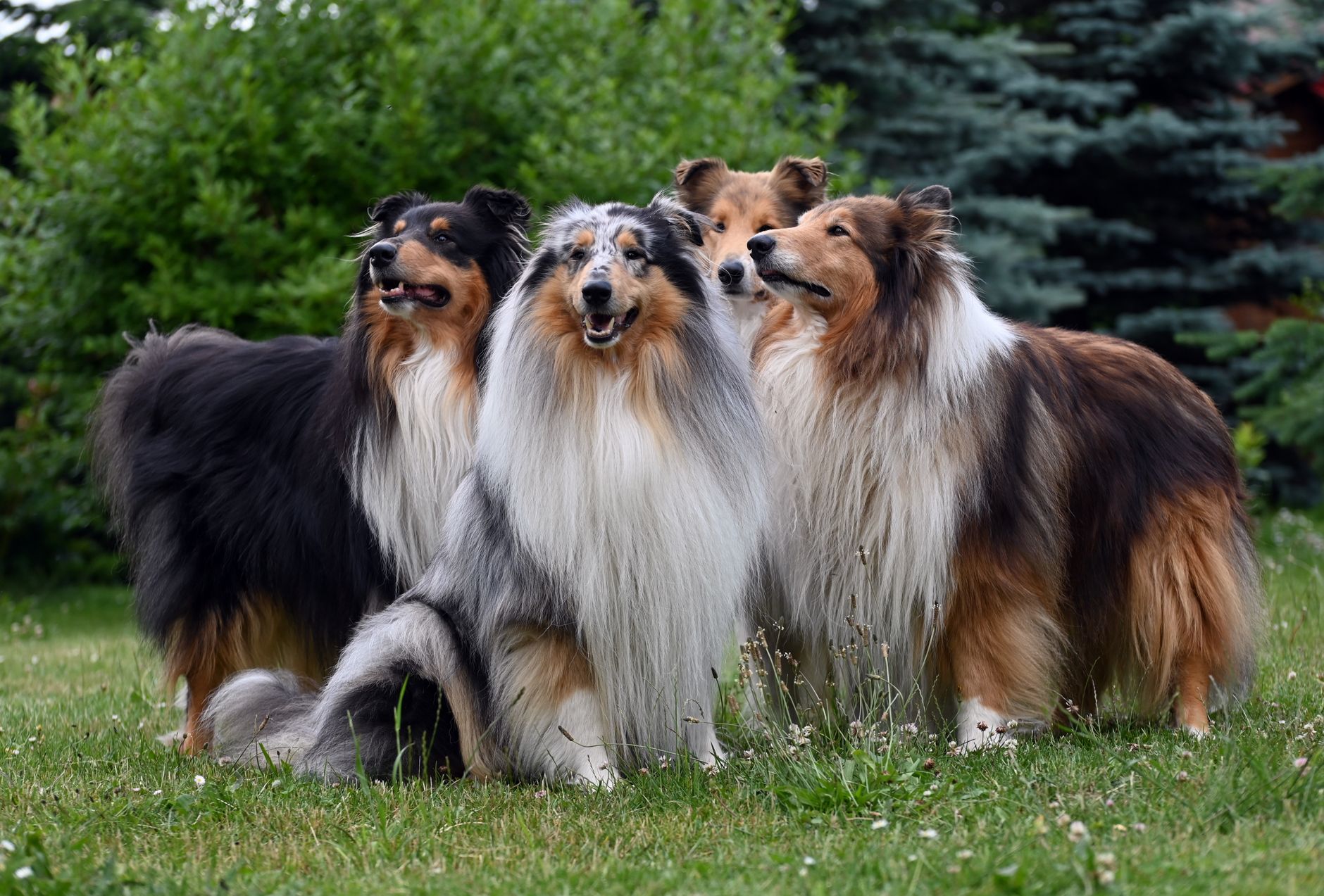 Collie