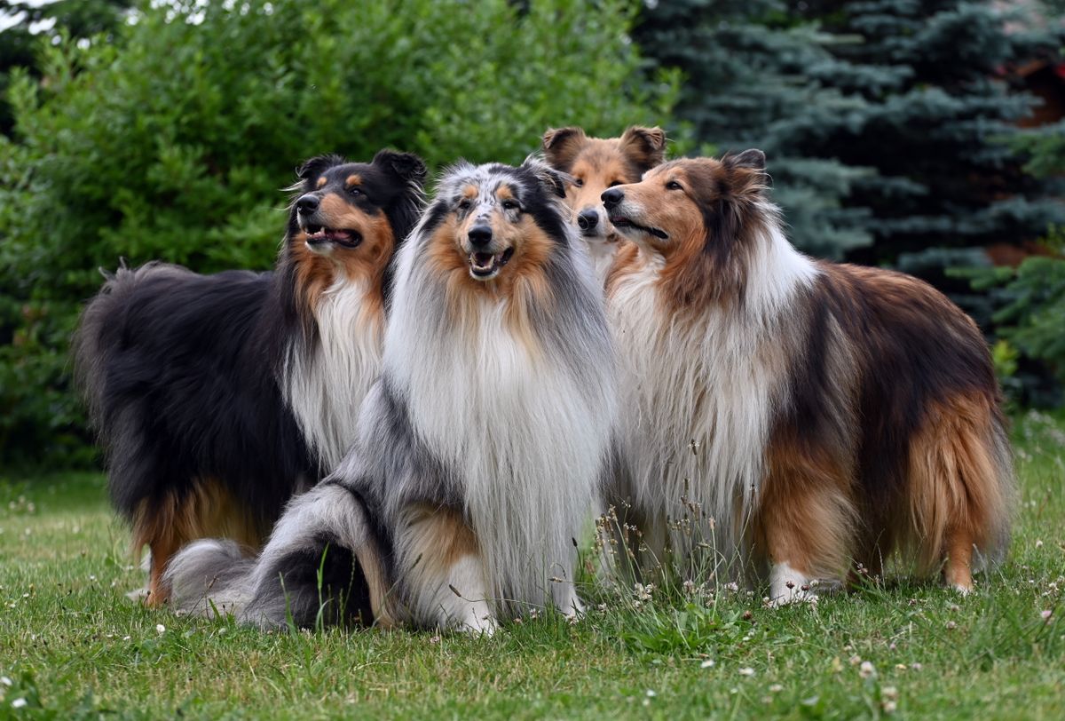 Collie (långhårig) – hundras