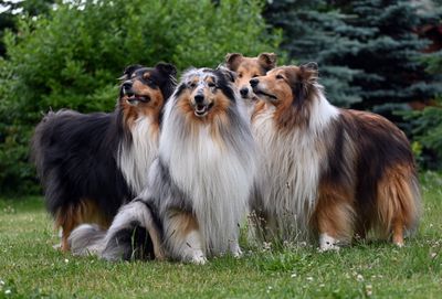 Collie (långhårig) – hundras