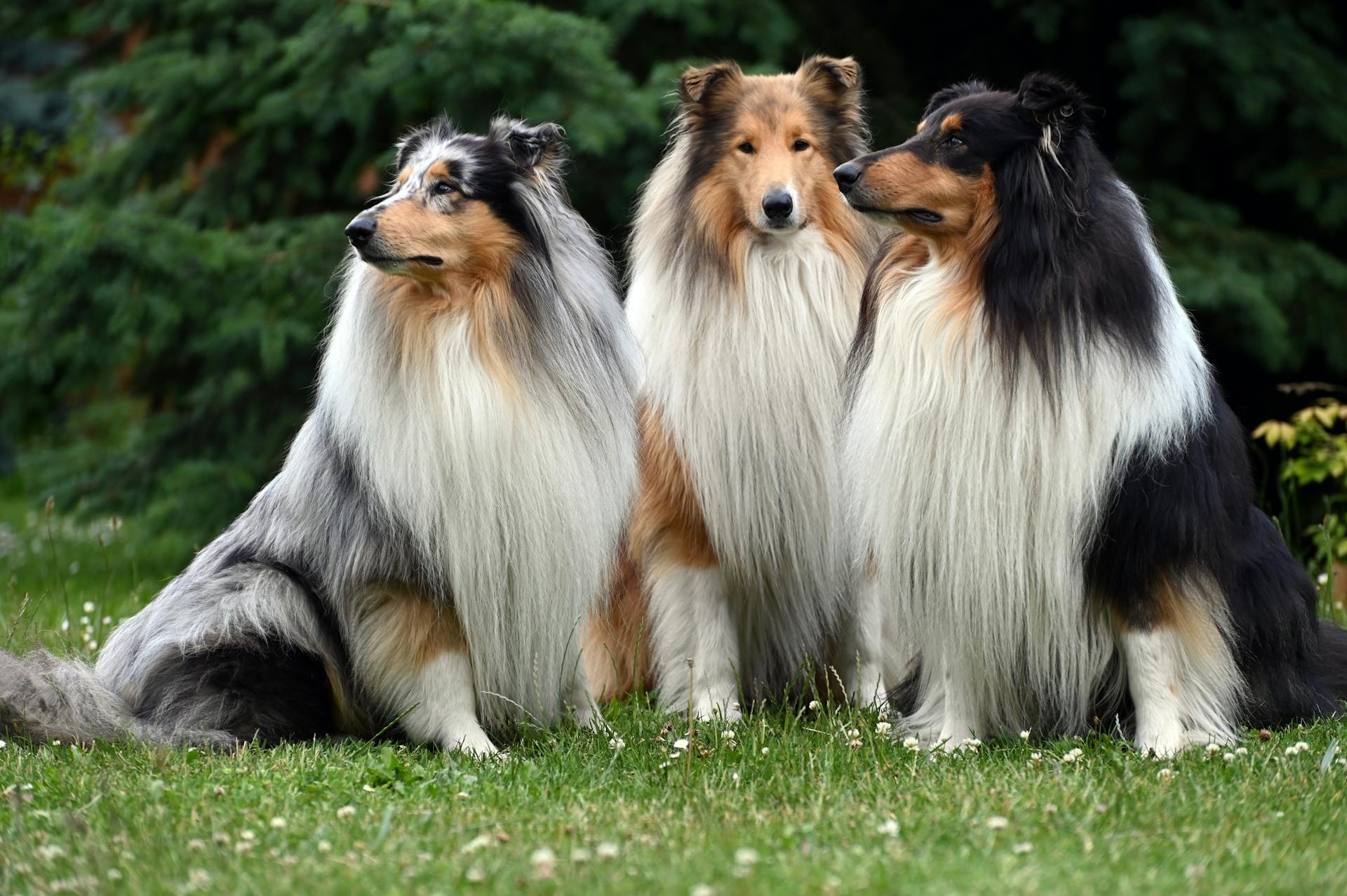 Des collies dans l'herbe