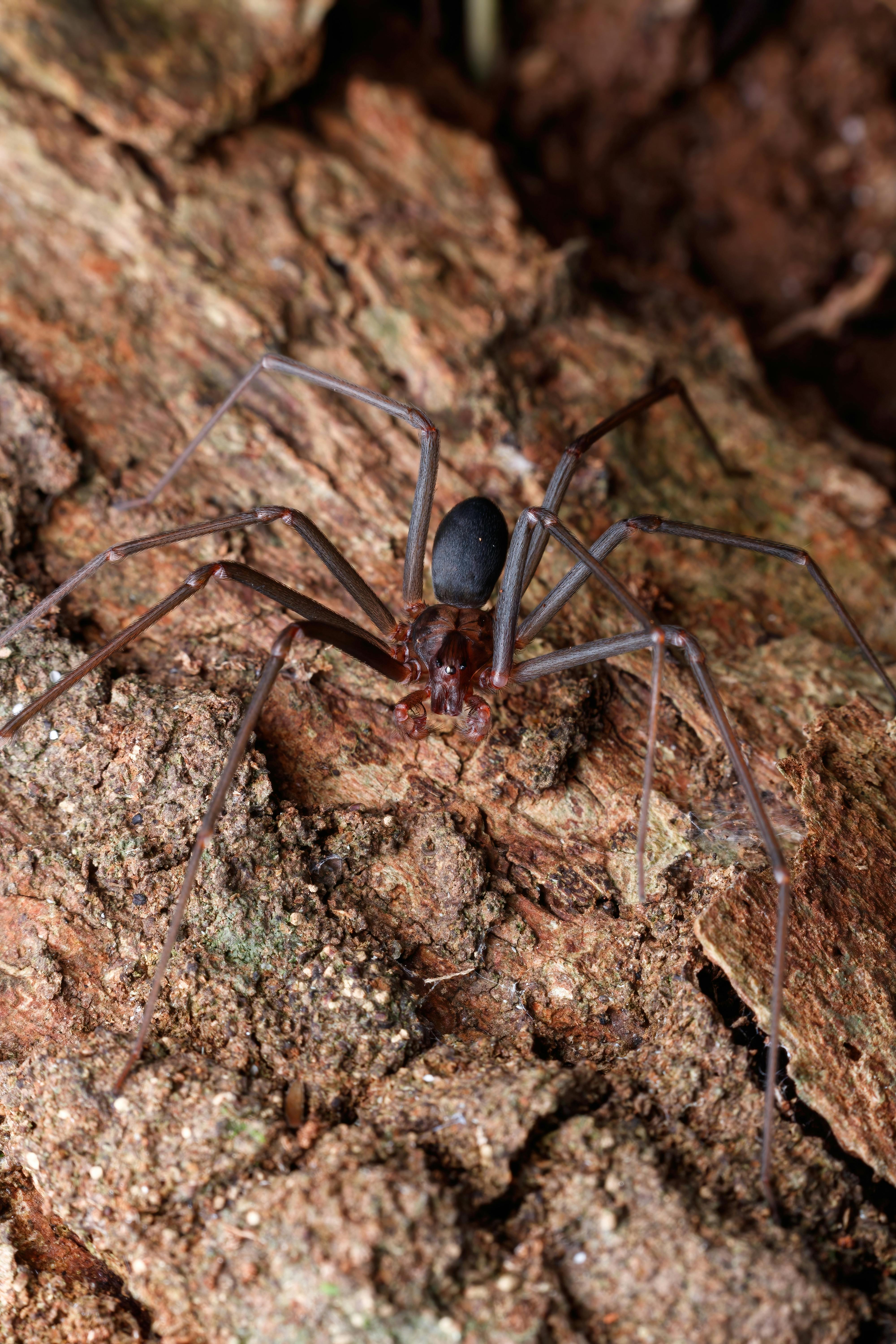 Acanthoscurria