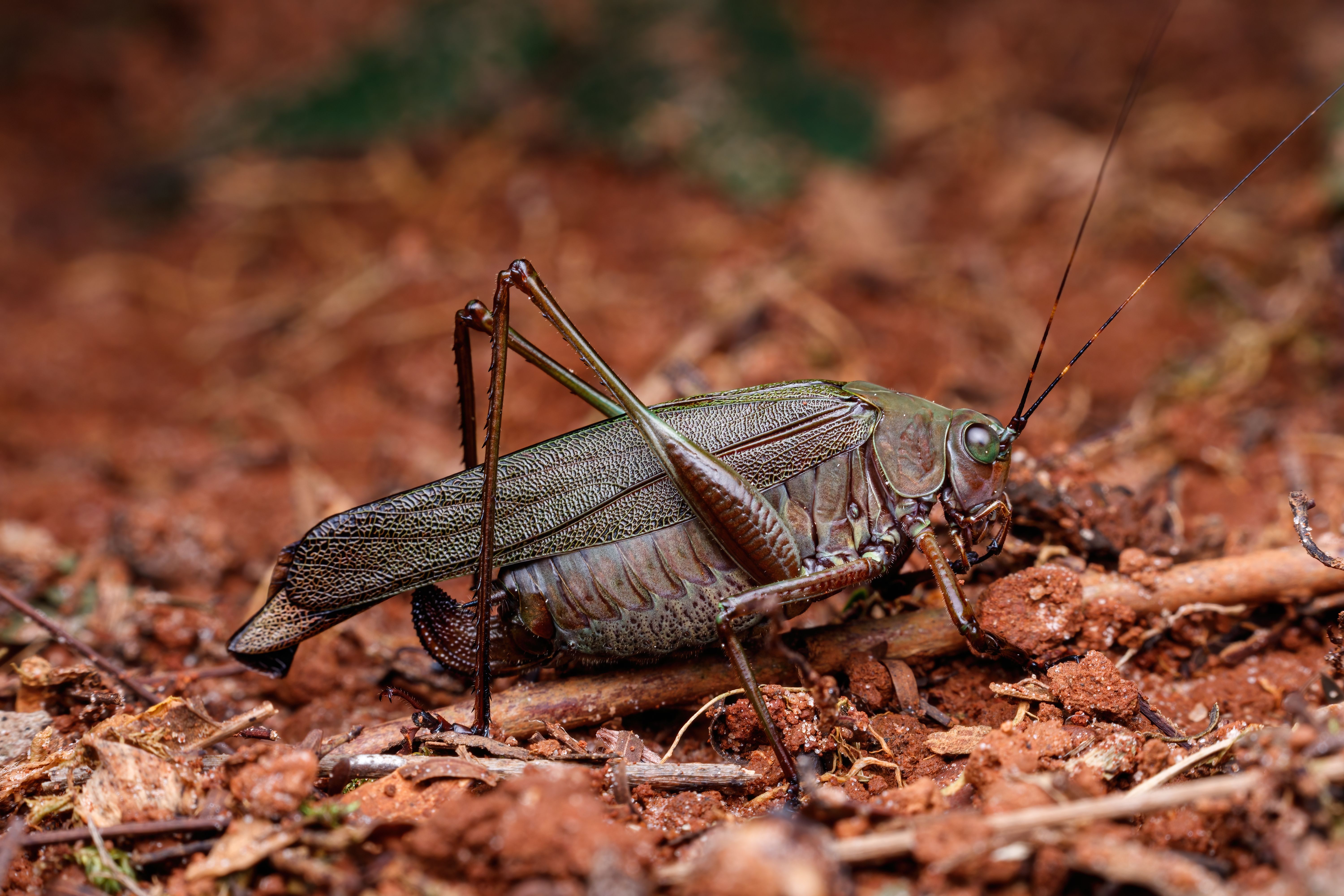Locust on Ground · Free Stock Photo