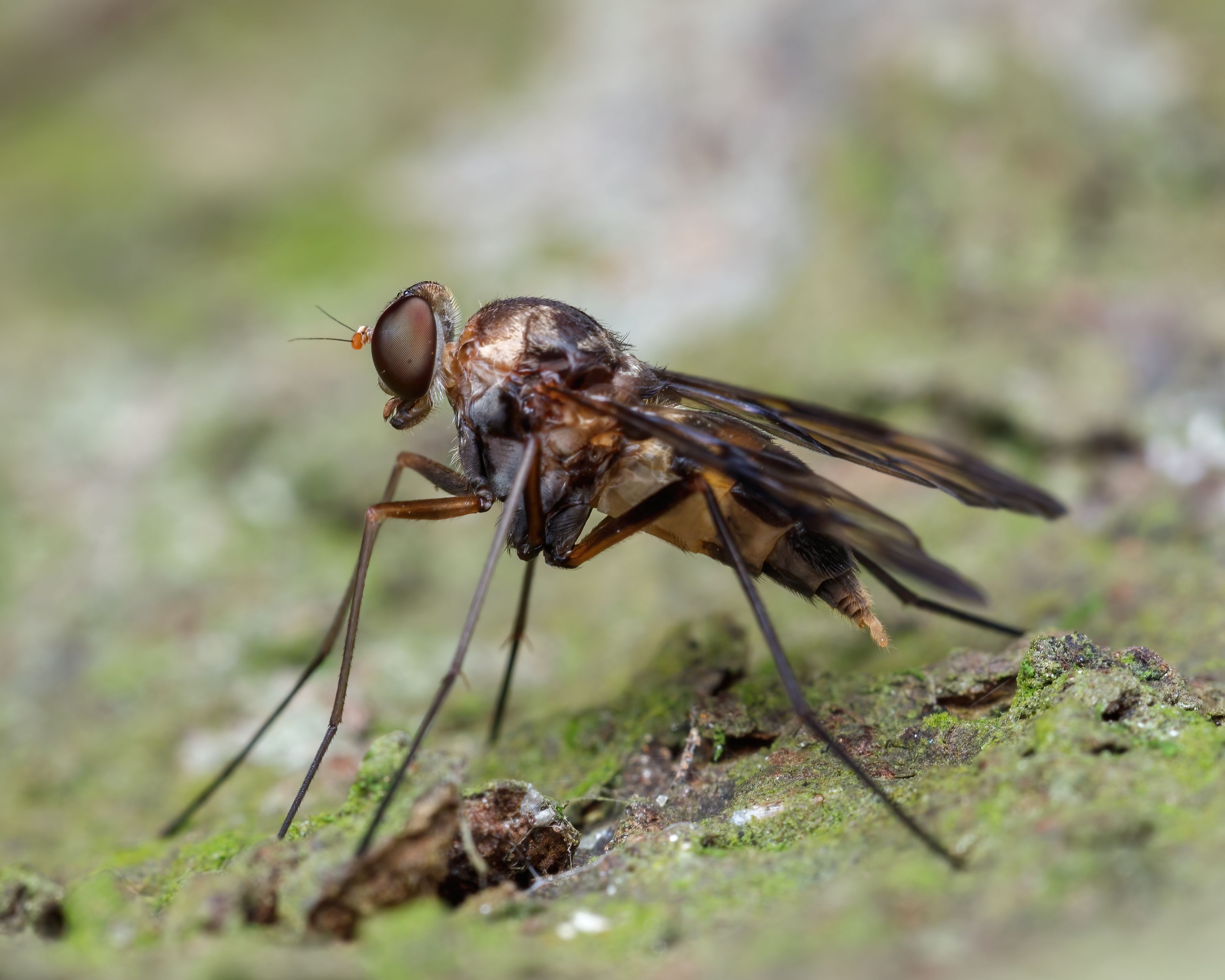 Snipe Fly in Close Up · Free Stock Photo