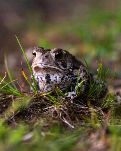 Free A detailed macro shot of a toad among grass in a forest setting, showcasing wildlife photography. Stock Photo