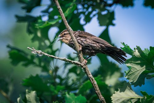 Free A red-winged blackbird perched on a tree branch amidst lush green leaves in natural daylight. Stock Photo