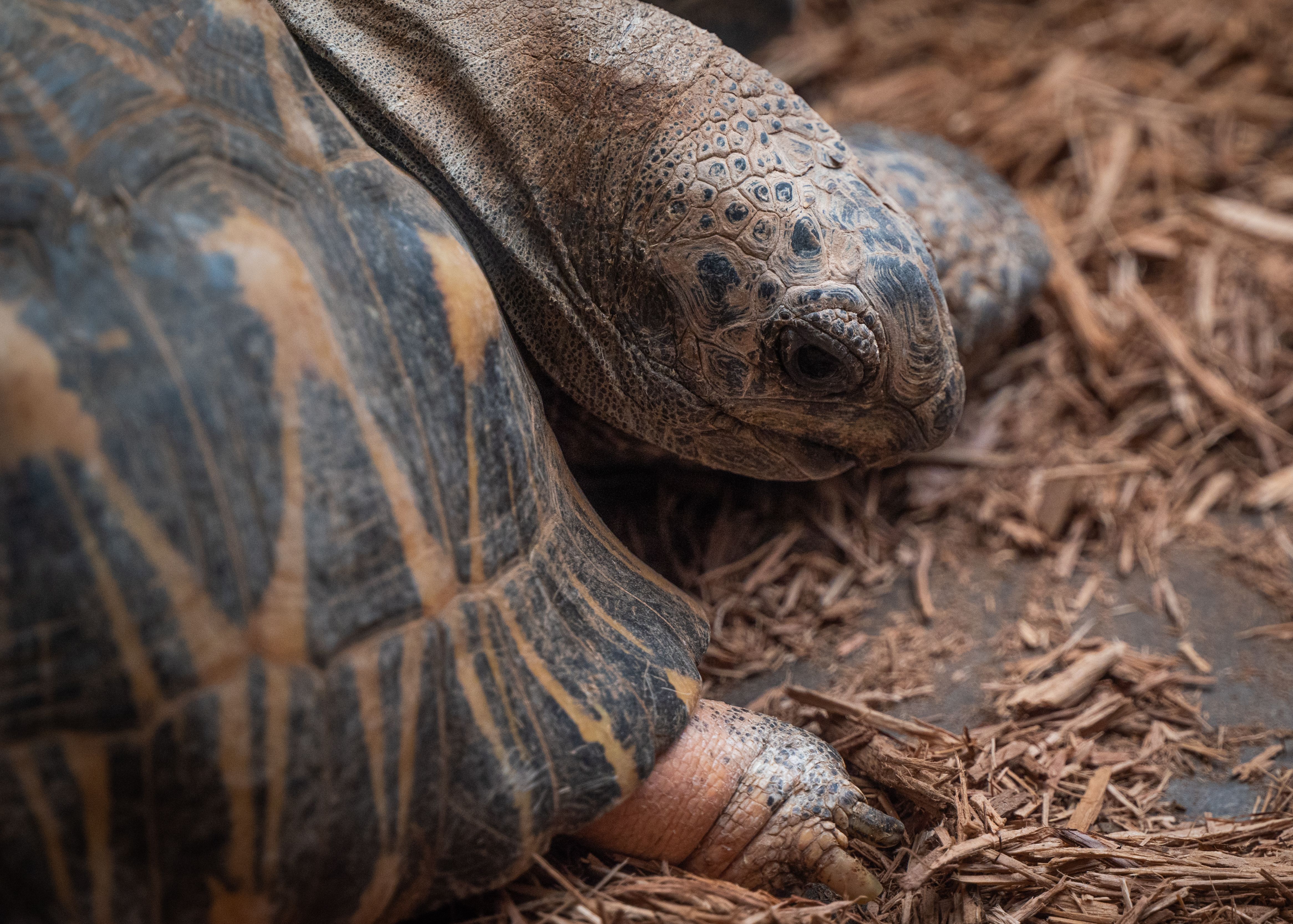Head of Radiated Tortoise · Free Stock Photo