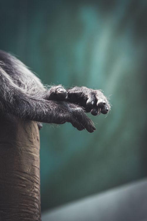 Free Intriguing close-up of a gorilla's hands, highlighting texture and detail, captured in a natural setting. Stock Photo