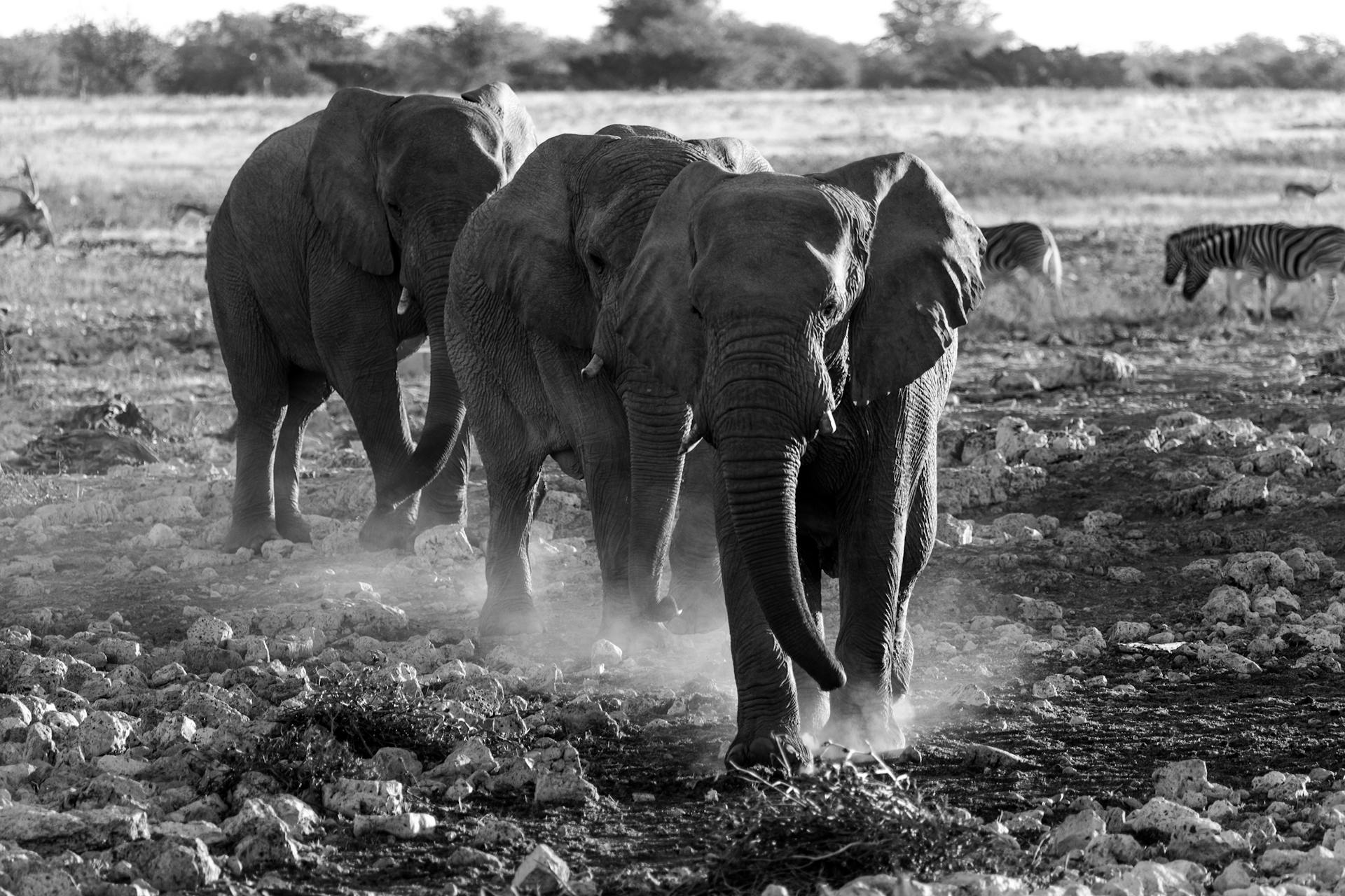 Black and white photo of African elephants and zebras in the Namibian savannah, depicting wildlife diversity.