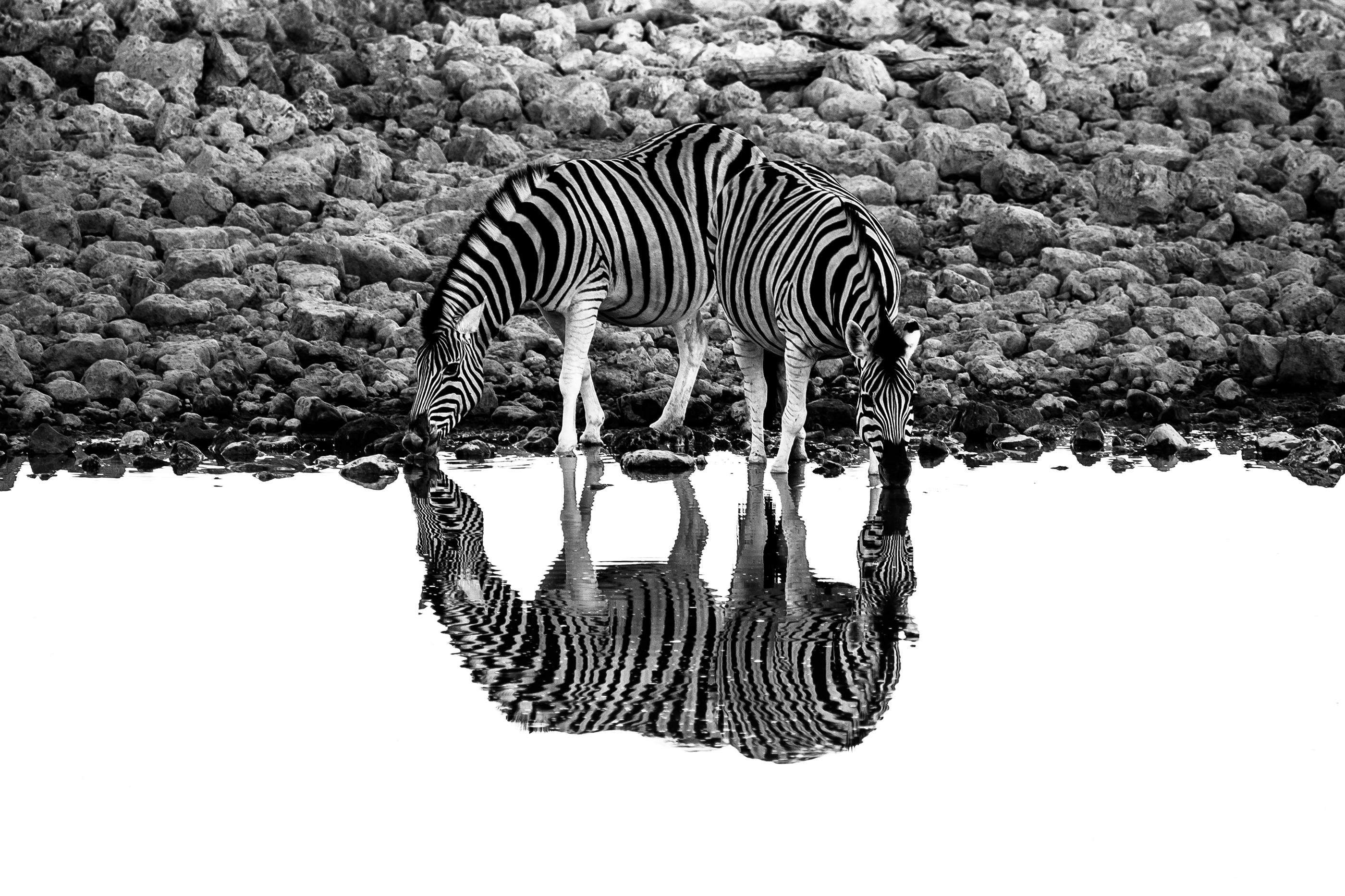 Two zebras drink from a pond, creating a striking reflection in monochrome.