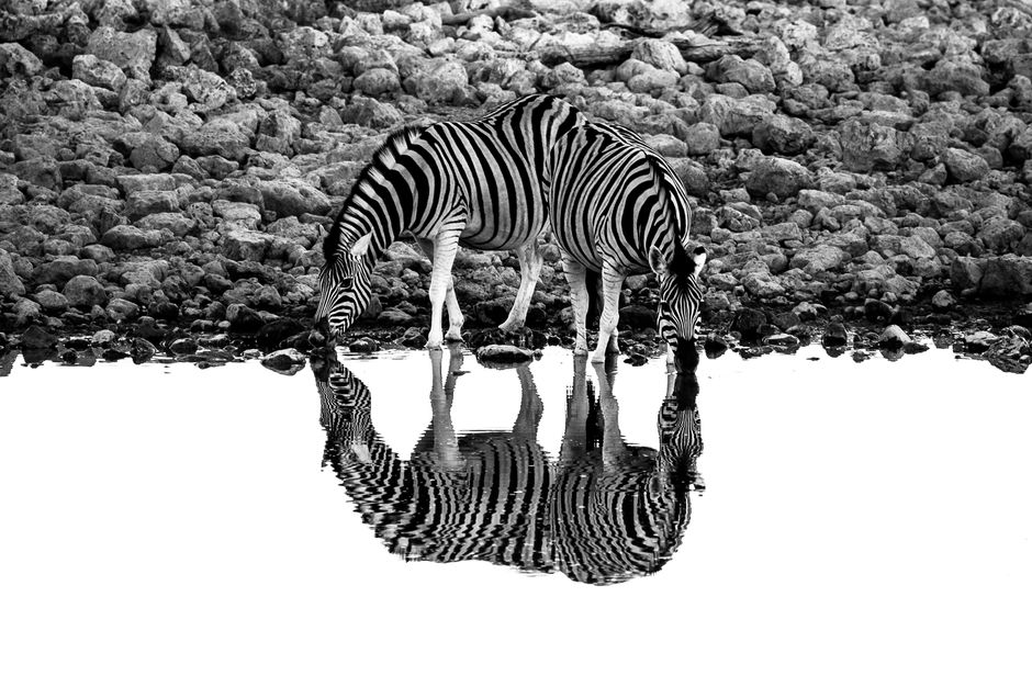 Two zebras drink from a pond, creating a striking reflection in monochrome.
