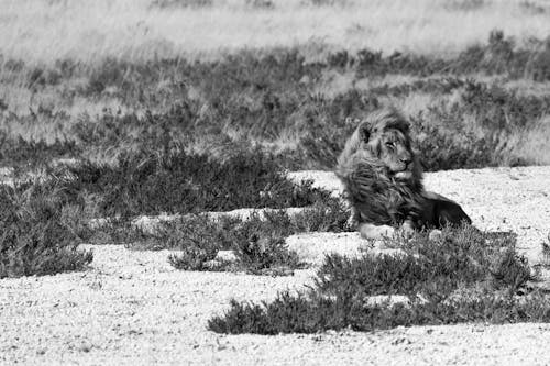 Foto profissional grátis de África, animals, black and white