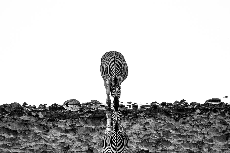 A striking black and white photo of a zebra and its perfect reflection in the water.