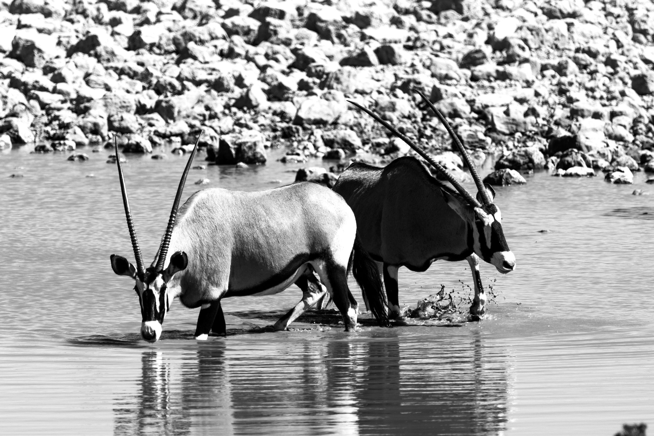 Oryxes South African Oryxes on Bank of River · Free Stock Photo