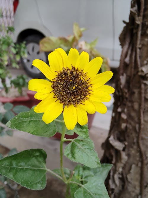 Free stock photo of sunflower