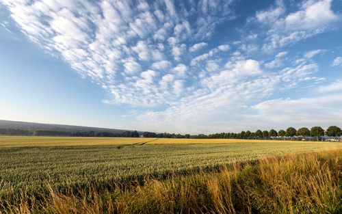 Free Wide-angle view of a vast wheat field in Holzminden with a scenic sky overhead. Stock Photo