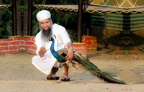 Free An elderly man in traditional attire feeds a peacock in a rural setting in India. Stock Photo