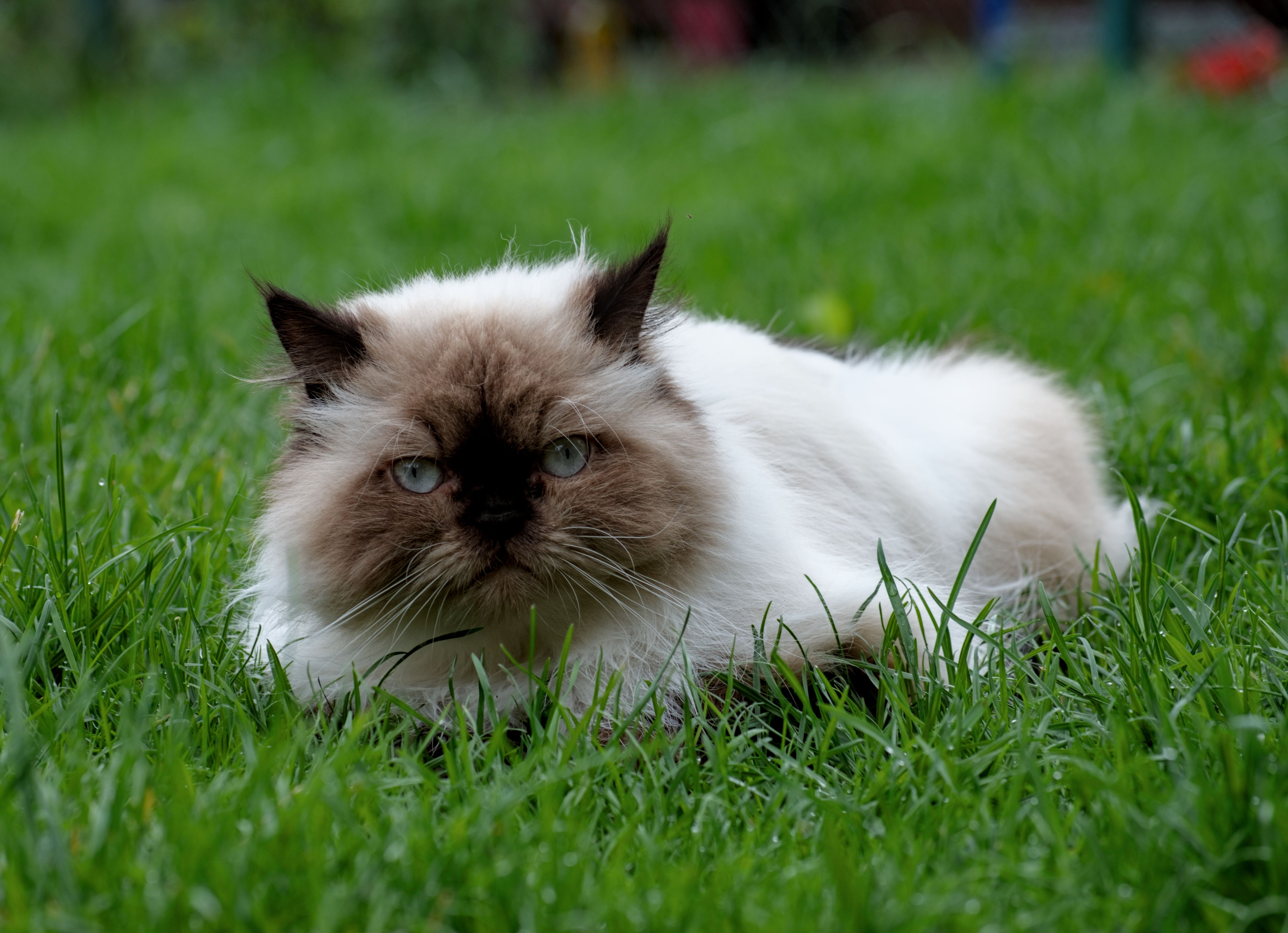 Himalayan