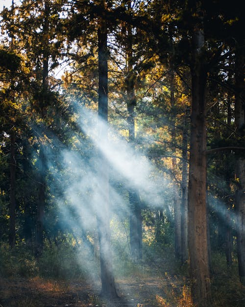 Sunlight shining through the trees in a forest