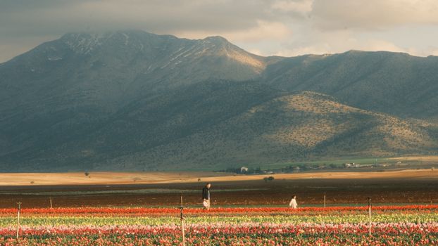 Vibrant tulip fields with mountains in Karaman, Turkey.