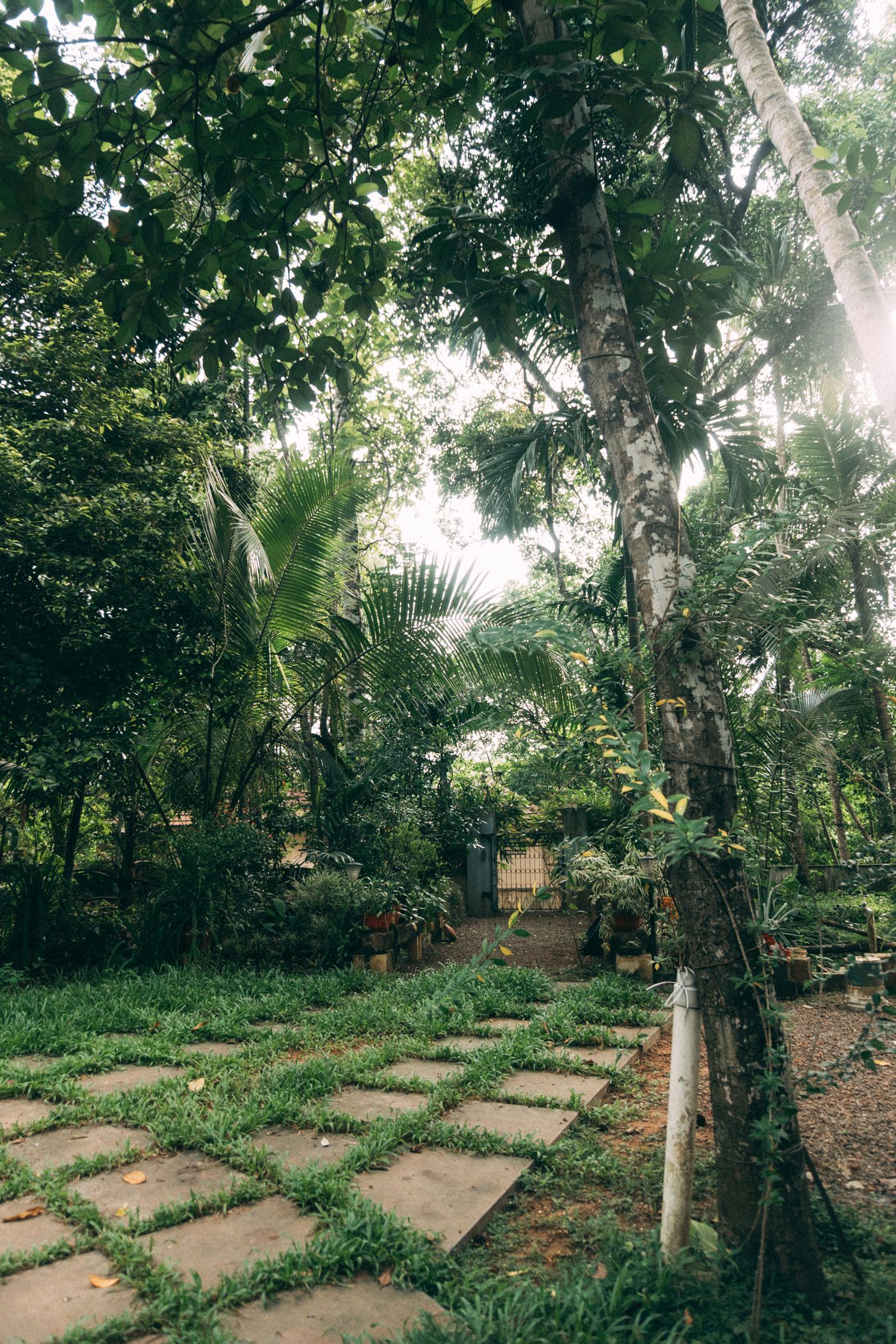 A leafy backyard garden with trees and a stone path (stock photo)