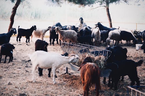 beslemek, eskiye dönüş, keçiler içeren Ücretsiz stok fotoğraf