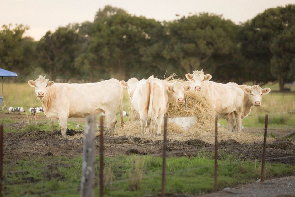 Charolais cows feeding in a pastoral field in Carrara, QLD, Australia.