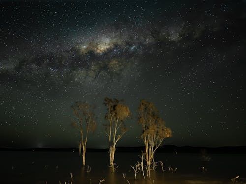 ağaç, astro, astronomi içeren Ücretsiz stok fotoğraf