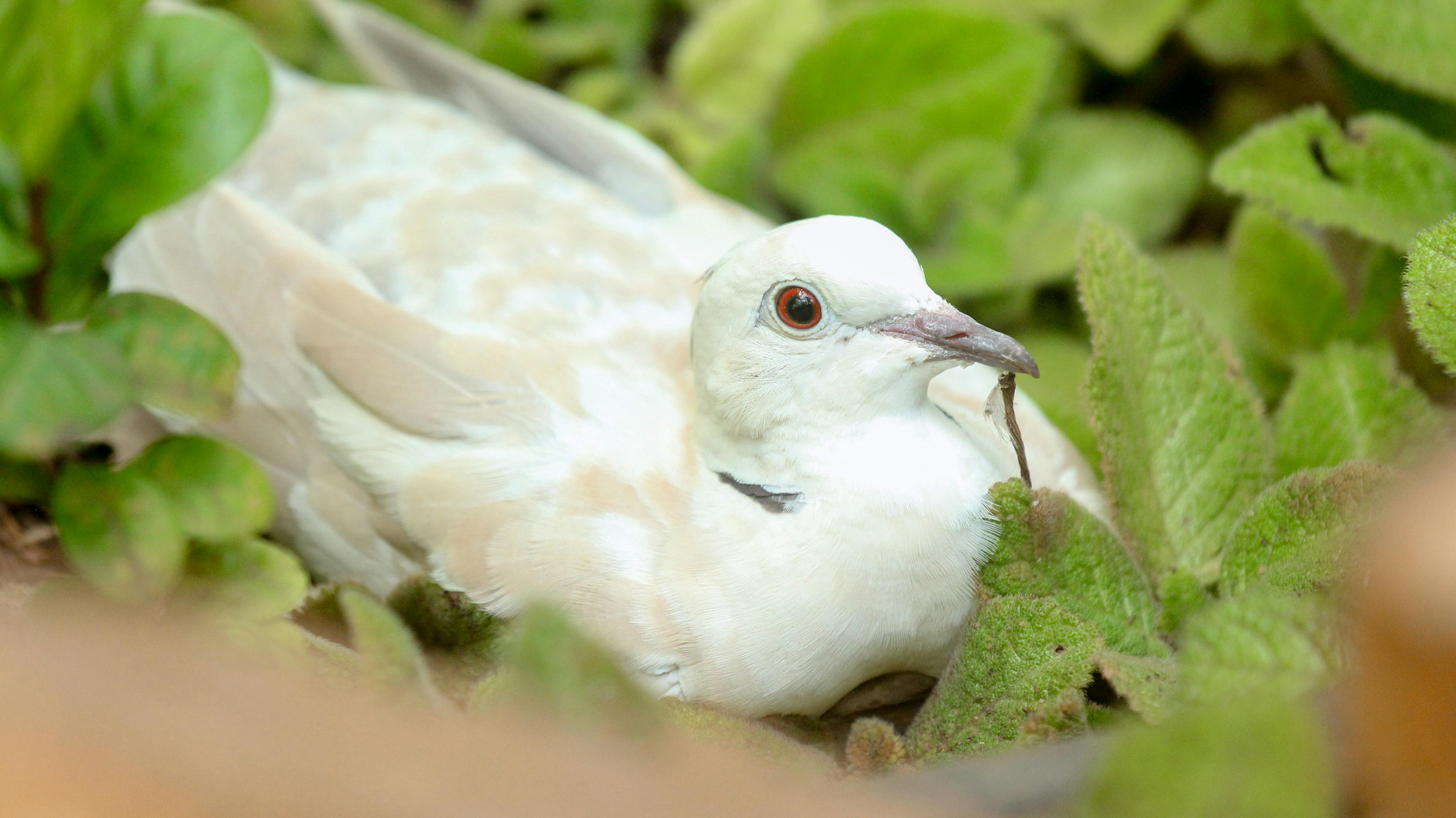 ฟรี นกพิราบสงบนิ่งเกาะพักอยู่ท่ามกลางใบไม้สีเขียว อวดขนที่สวยงามและท่าทางที่สงบนิ่ง คลังภาพถ่าย