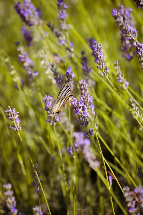 Free stock photo of butterfly