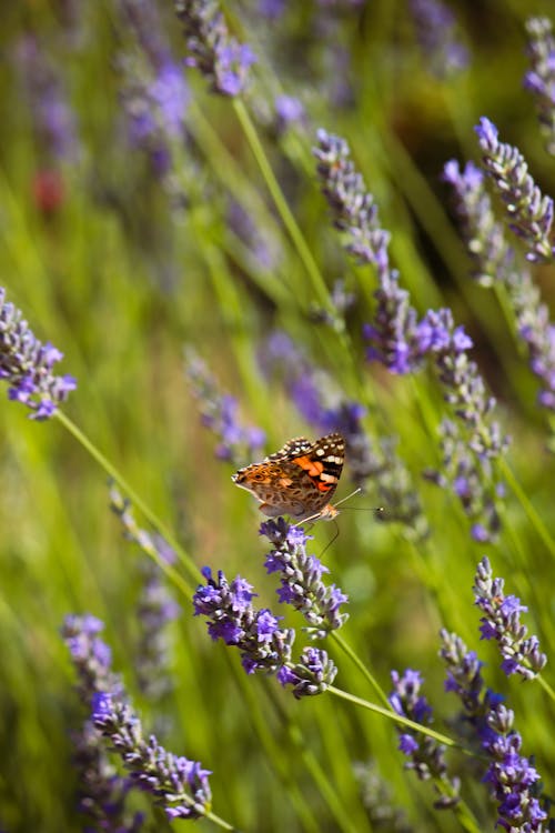 A butterfly sitting on a lavender plant