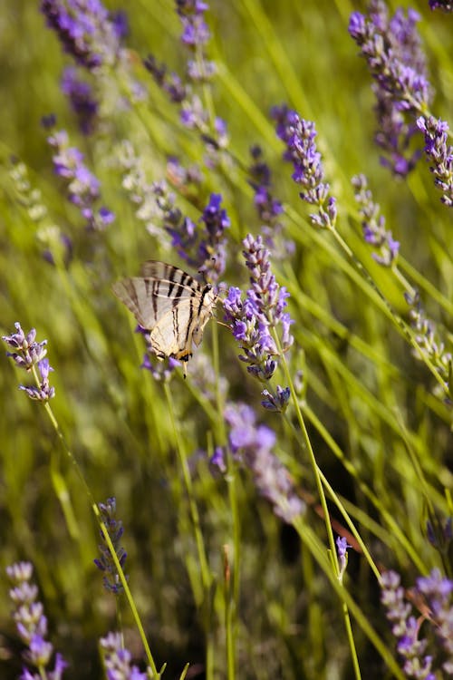 A butterfly is sitting on a lavender plant