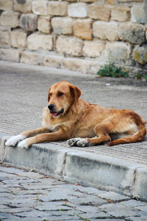 A dog laying on the ground next to a brick wall