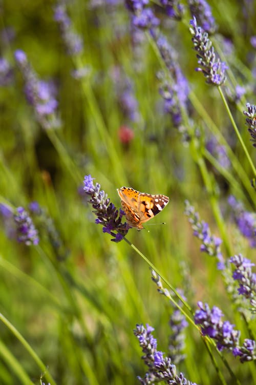 A butterfly sitting on top of some lavender flowers