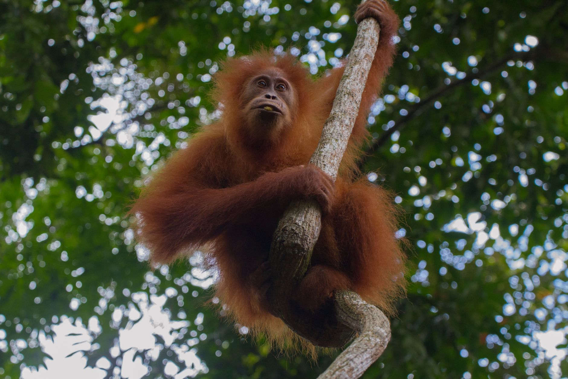 Borneo, Malaysia