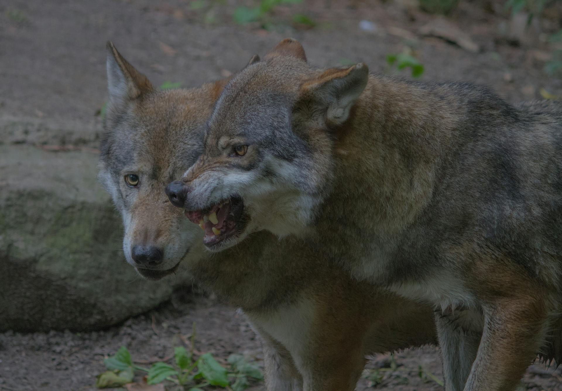 Le rugissement du loup sauvage