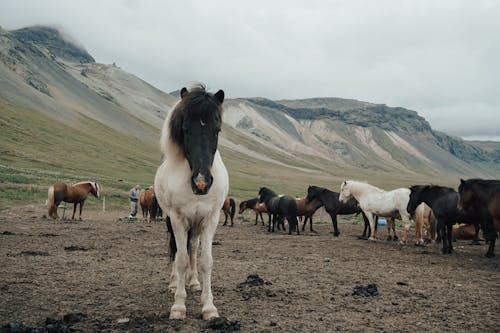 Imagine de stoc gratuită din agricultură, animale, armăsar