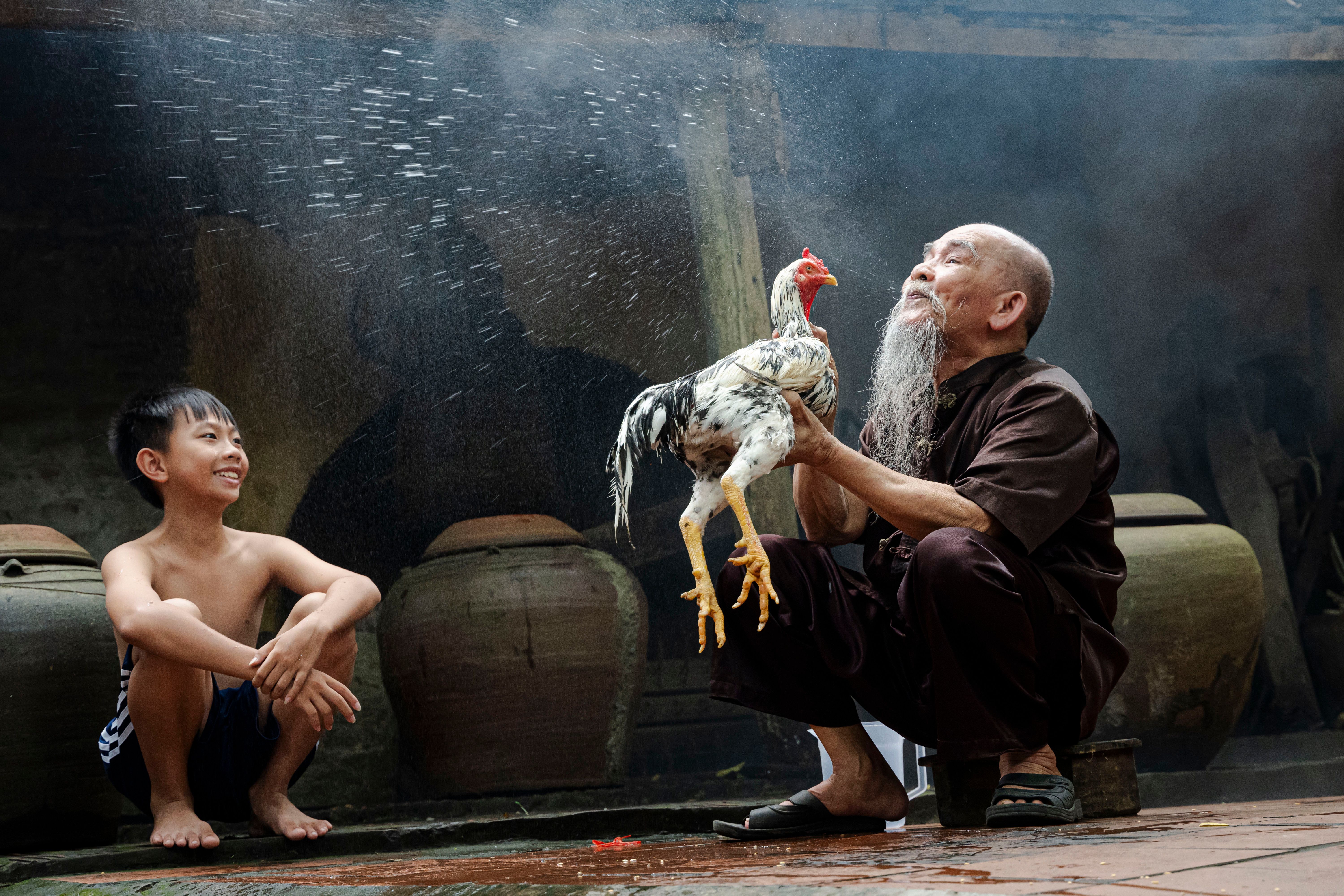 An elderly man and a boy enjoying a moment with a rooster in Hanoi, Vietnam outdoors. A cultural snapshot.