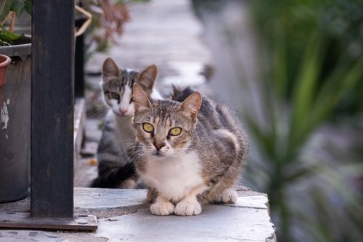 Two cats sitting on a ledge looking at something