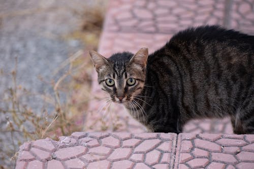 A cat is standing on a stone ledge