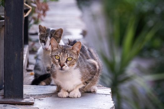 Two cats sitting on a ledge looking at something