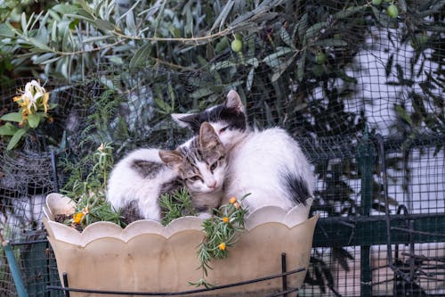 Two kittens are sitting in a flower pot