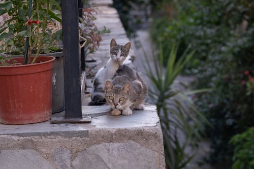 Two cats sitting on a ledge next to a potted plant