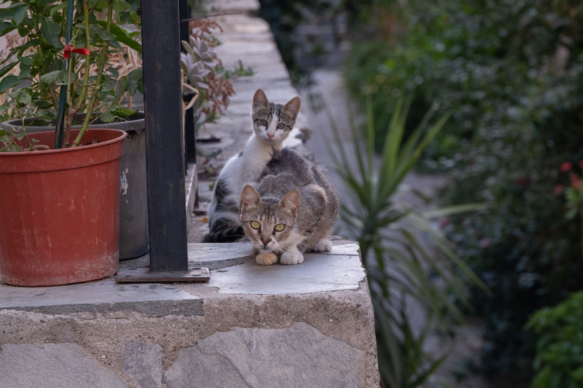 Two cats sitting on a ledge next to a potted plant · Free Stock Photo