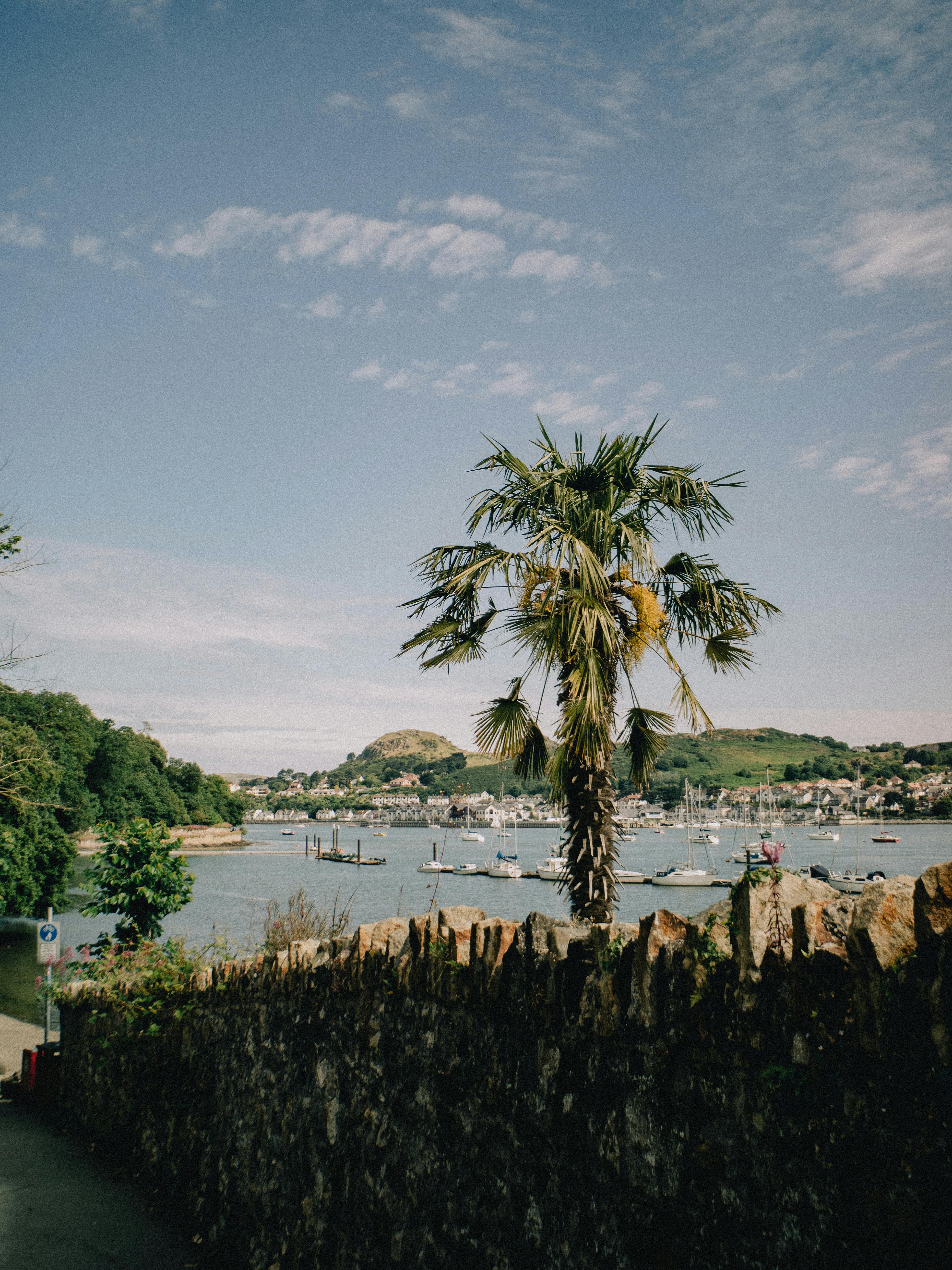 Idyllic scene of a harbor in Conwy, Wales with palm tree and boats under a blue sky