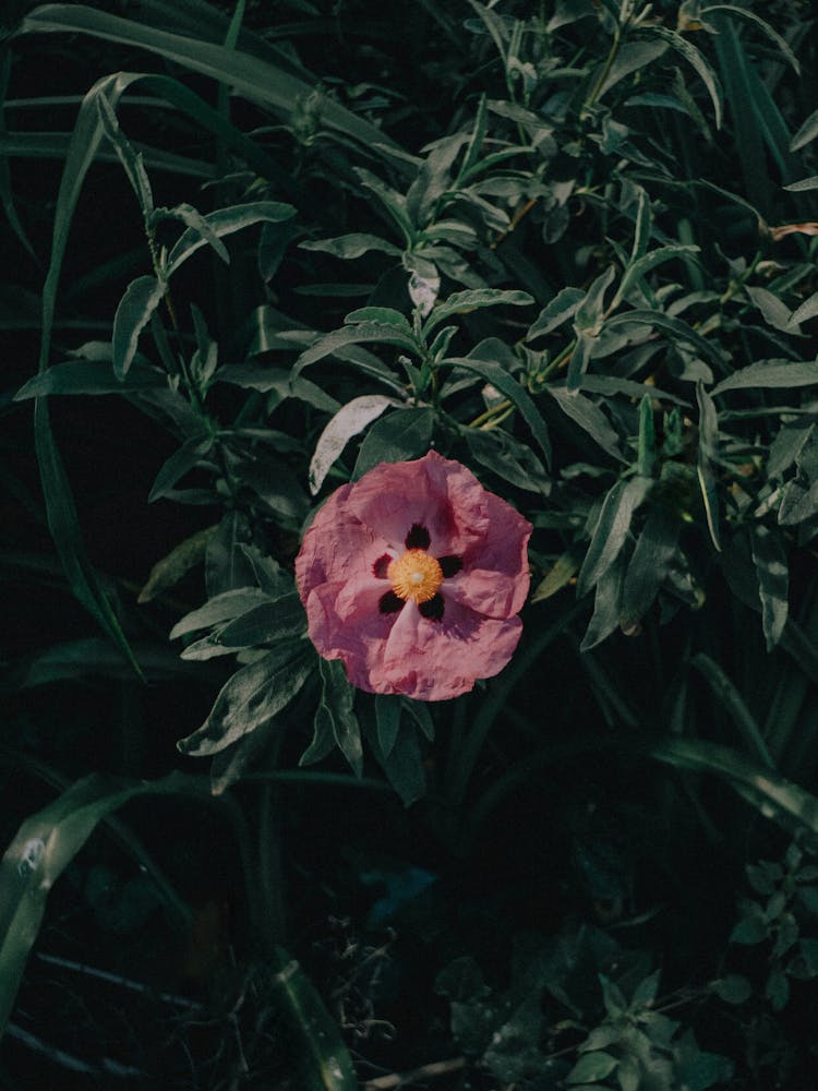 Camellia Flower Among Plants On Meadow