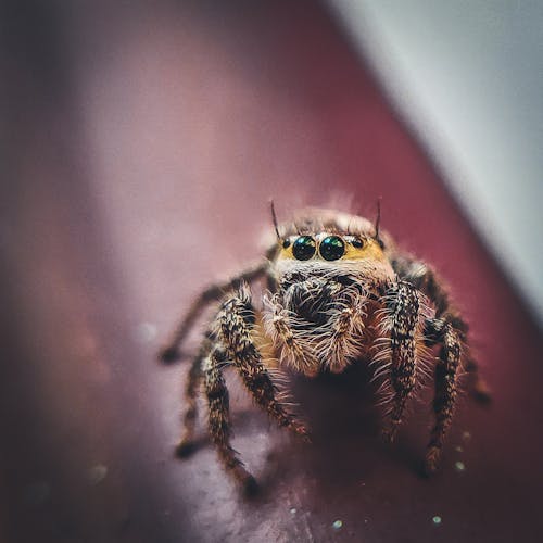 一只蜘蛛的特写照片