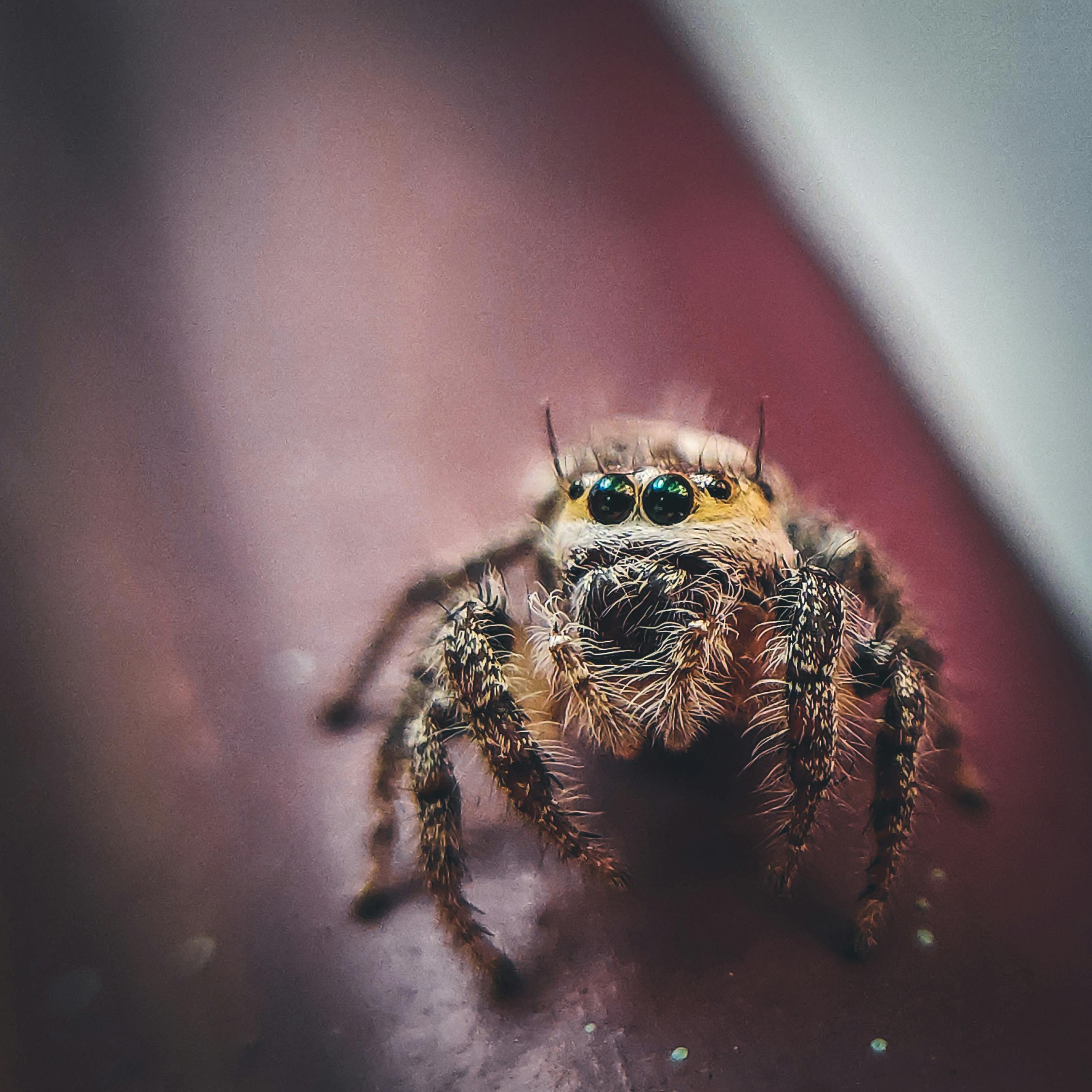 close  up  photo of a spider   Free Stock Photo
