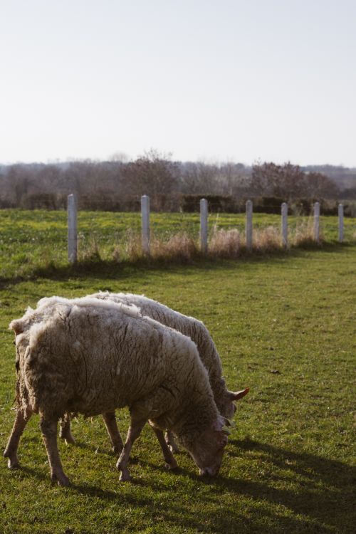 Free Sheep grazing on a lush pasture with a rural backdrop, ideal for farming and agriculture themes. Stock Photo