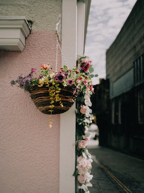 Immagine gratuita di cesto di fiori, fiori, fiori pendenti